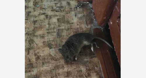 Дезинфекция от мышей в Микулино